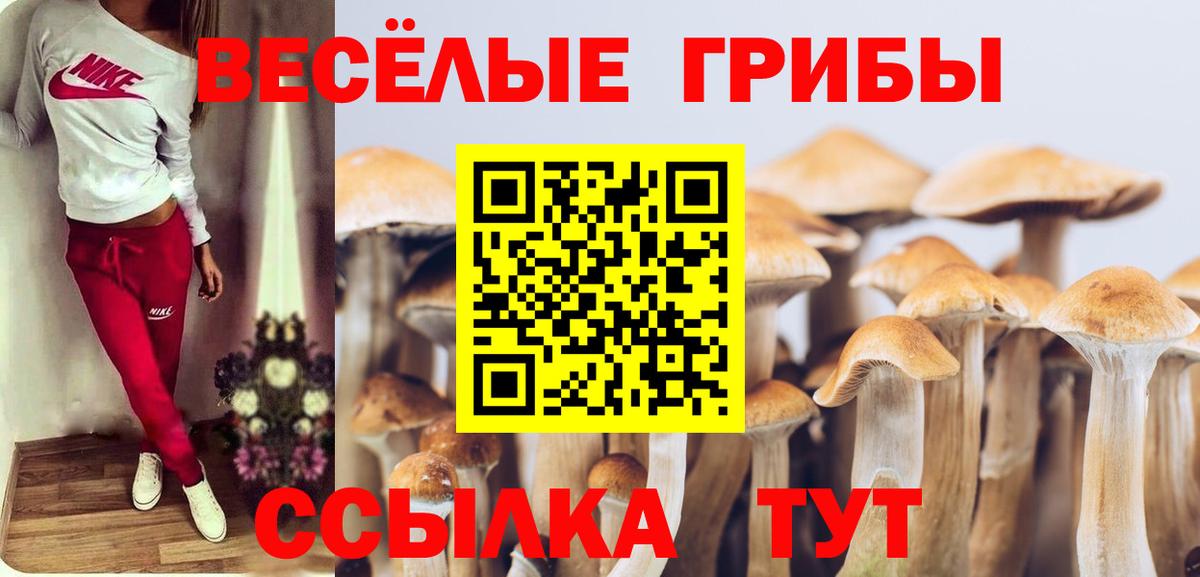 Псилоцибиновые грибы Psilocybe  Вход с VPN  купить закладку  Псилоцибиновые грибы прущие грибы  Кудрово 